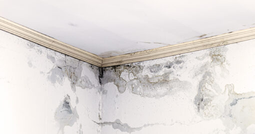 How to Reduce the Risks of Mold Growth Inside Your Home
